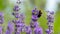 European Bombus terrestris on a lavender flower Lavandula angustifolia in search of pollen during a beautiful and sunny morning.