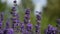 European Bombus terrestris on a lavender flower Lavandula angustifolia in search of pollen during the morning.