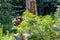 European bown bear in the woods with leaves in foreground and Ba