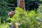 European bown bear in the woods with leaves in foreground and Ba