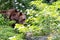 European bown bear in the woods with leaves in foreground and Ba