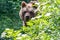 European bown bear in the woods with leaves in foreground and Ba