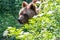 European bown bear in the woods with leaves in foreground and Ba