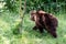 European bown bear in the woods with leaves in foreground and Ba