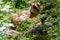 European bown bear in the woods with leaves in foreground and Ba