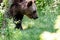 European bown bear in the woods with leaves in foreground and Ba