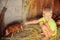 European boys play with Red pigs of Duroc breed. Newly born