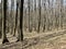 European Broadleaf Forest - Vernal vegetation - Spring - Understory