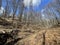 European Broadleaf Forest - Vernal vegetation - Spring - Understory