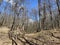 European Broadleaf Forest - Vernal vegetation - Spring - Understory