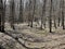 European Broadleaf Forest - Vernal vegetation - Spring - Understory