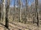 European Broadleaf Forest - Vernal vegetation - Spring - Understory