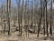 European Broadleaf Forest - Vernal vegetation - Spring - Understory