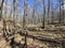 European Broadleaf Forest - Vernal vegetation - Spring - Understory