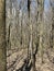 European Broadleaf Forest - Vernal vegetation - Spring - Understory