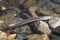 European brook lamprey Lampetra planeri