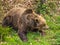 European brown bear