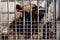 European brown bear in captivity in Baku zoo, pawing at cage