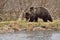 European Brown Bear in Romania