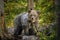 European brown bear showing winter coat