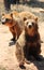 European brown bear sitting on the ground