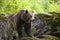 European brown bear (Ursus arctos),