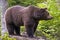 European brown bear (Ursus arctos),