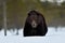 European brown bear ursus arctos approaching on snow