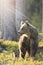 European brown bear Ursus arctos walking in forest habitat. Wildliffe photography in the slovak country Tatry