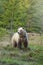 European brown bear Ursus arctos walking in forest habitat. Wildliffe photography in the slovak country Tatry