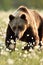 European brown bear walking in the blossoming cottongrass