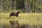 European brown bear walking in taiga landscape