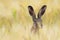 European brown hare on agricultural field in summer