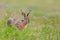 European brown hare jackrabbit lepus europaeus in green meadow