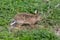 European brown hare jackrabbit lepus europaeus in green meadow