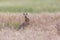 European brown hare jackrabbit lepus europaeus hidden in toast