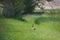 European brown hare jackrabbit lepus europaeus sitting in gre