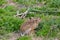 European brown hare jackrabbit lepus europaeus sitting in gree