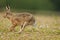 European brown hare (lepus europaeus)