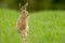 European brown hare (Lepus europaeus)