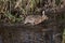 European Brown Hare, lepus europaeus, Adult crossing Waterhole, Normandy