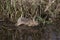 European Brown Hare, lepus europaeus, Adult crossing Waterhole, Normandy