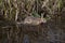European Brown Hare, lepus europaeus, Adult crossing Waterhole, Normandy