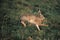 EUROPEAN BROWN HARE lepus europaeus, ADULT RUNNING