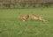 European brown hare (Lepus europaeus) chasing fema