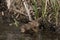 European Brown Hare, lepus europaeus, Leveret crossing Waterhole, Normandy