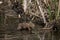 European Brown Hare, lepus europaeus, Leveret crossing Waterhole, Normandy