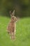 European brown (Lepus europaeus)