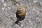 European brown snail