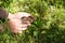 European brown toad. A child touching brown toad sitting on green summer grass in wild nature